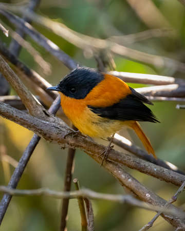 A cute little male Black and Orange Flycatcher (Ficedula nigrorufa), perched on a branch.