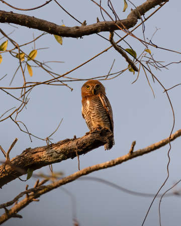 A Jungle Owlet (Glaucidium radiatum), perched on a branch and gazing down while being lit-up by the early morning sunlight.の写真素材