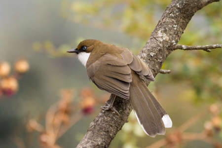 A lovely White-throated Laughingthrush (Garrulax albogularis), perched on a tree branch at Pangot in...