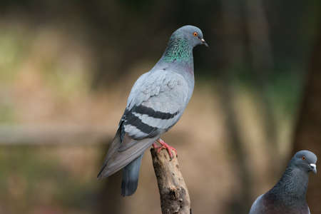 Closeup of a pair of Rock Pigeons (Columba livia), with one clearly in the frame and on a perch, at...