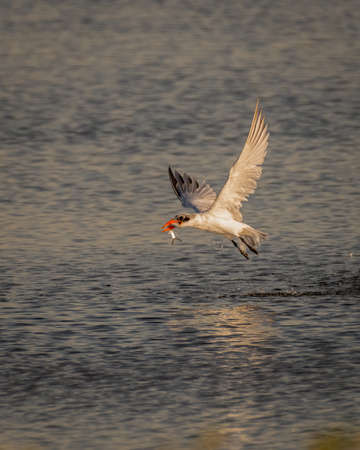 Common Tern (Sterna hirundo), flying off with it's catch.