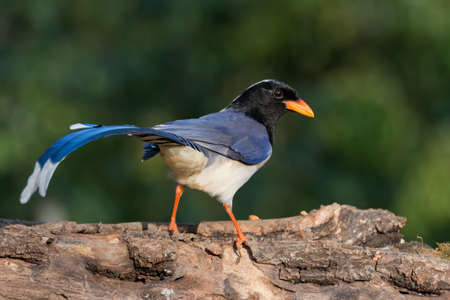 An attractive Red-billed Blue Magpie (Urocissa erythroryncha), perched on a tree log in the forests of Sattal in Uttarakhand, India.の写真素材
