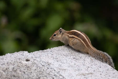 An Indian Palm Squirrel (Funambulus palmarum), at rest on a concrete wall in an urban environment. Also called the three-striped palm squirrel.の写真素材