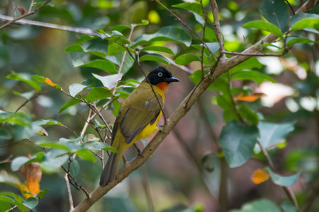 An attractive and colorful Flame-throated Bulbul (Rubigula gularis), perched on a tree branch.