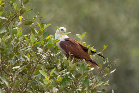 A beautiful adult Brahminy Kite (Haliastur indus), a medium-sized raptor, perched in a bush and...