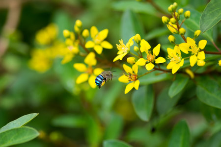 A busy Blue-banded Bee (Amegilla cingulata), buzzing around some yellow flowers in the garden at...