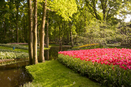 Beautiful bright and sunny summer day at the tulips garden in Amsterdam, Netherlands.の写真素材