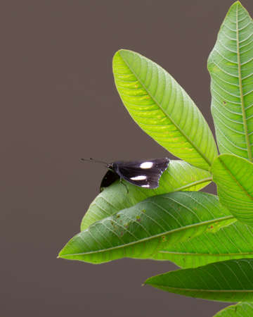 A Blue moon butterfly (Hypolimnas bolina), resting on a leaf of a tree in the garden. Also known as...