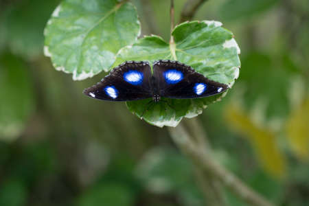 A Blue moon butterfly (Hypolimnas bolina), resting on a leaf in the garden. Also known as the Great eggfly or Common eggfly.の写真素材