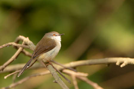 A Plain Prinia (Prinia inornata), also called the Wren warbler, is a small insectivorous passerine bird.の写真素材