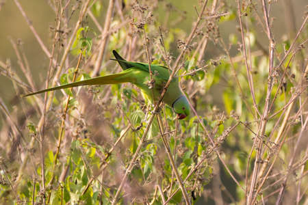 A beautiful green colored male Rose-ringed parakeet (Psittacula krameri), perched on some dead...