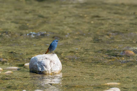A cute tiny male Plumbeous water redstart (Rhyacornis fuliginosa), perched on rock in the river.の写真素材