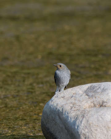 A cute tiny female Plumbeous water redstart (Rhyacornis fuliginosa), perched on rock in the river.の写真素材