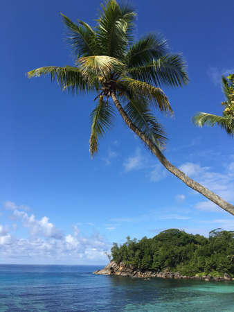 Slanting palm tree on a beautiful pristine beach on a tropical island.の写真素材