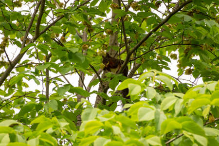 A beautiful Red Squirrel (Sciurus vulgaris), perched on a tree branch in the wild and amongst thick foliage in Zurich, Switzerland.の写真素材