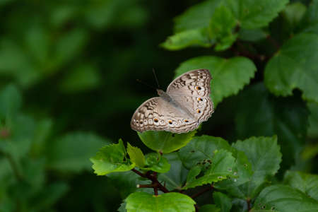 A Grey Pansy (Junonia atlites) butterfly resting on a leaf with it's wings spread open, in the...