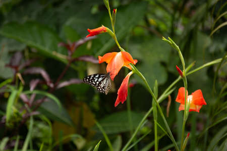 A beautiful Blue Tiger (Tirumala limniace), resting on a red gladiolus flower in the garden in Mangalore, India.の写真素材