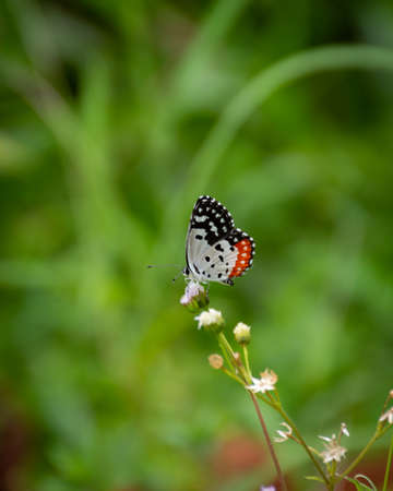 A tiny colorful Red Pierrot (Talicada nyseus) feeding on some wild flowers in the garden in...