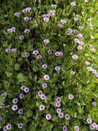Beautiful Morning glory (Ipomoea cairica) flowers on full bloom on a wall in the garden. Vertical...
