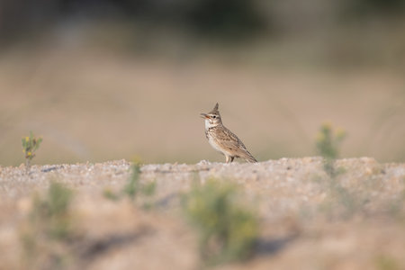 Side posing view of a Crested lark (Galerida cristata) standing on the ground in a desert environment in Dubai, United Arab Emirates.の写真素材