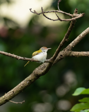 Common tailorbird (Orthotomus sutorius), perched on the branch of a dead tree in Mangalore, India.の写真素材