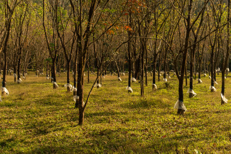 close up of rubber tree (Hevea brasiliensis) plantation, bathed in golden light late in the evening at Wayanad in Kerala, India.の写真素材