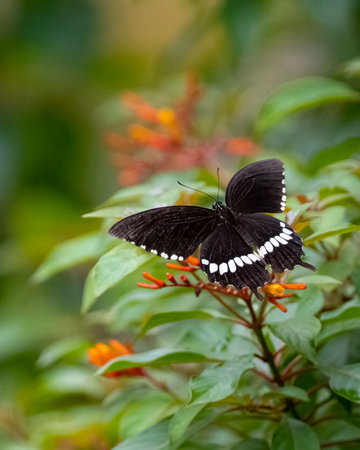 a beautiful male common mormon (Papilio polytes) butterfly resting on a firebush flowers with it's wings spread open.の写真素材