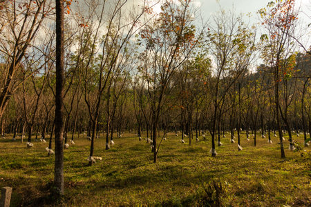 view of rubber tree (Hevea brasiliensis) plantation, bathed in golden light at dusk at Wayanad in Kerala, India.の写真素材