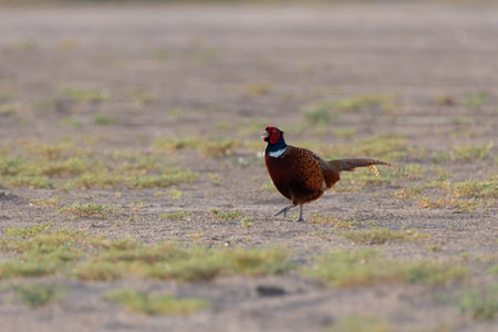 A beautiful Ring-necked pheasant (Phasianus colchicus), also called the Common pheasant, walking...
