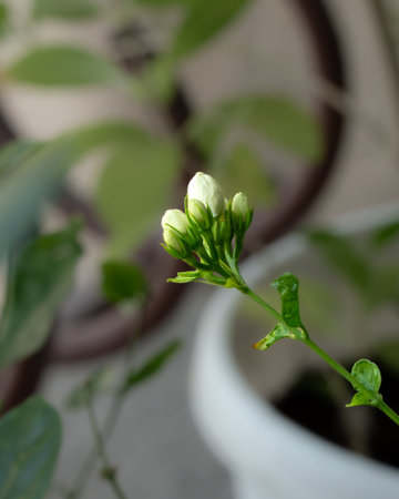 Close-up view of a bunch of Jasmine flower buds growing in the garden.の写真素材