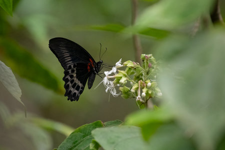 A beautiful adult Blue mormon (Papilio polymnestor) butterfly feeding on some wild flowers in the...