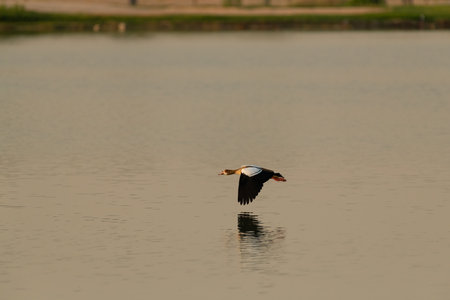 A lone Egyptian goose (Alopochen aegyptiaca) in flight over the waters of a lake at dusk at the Al Qudra Lakes in Dubai, United Arab Emirates.の写真素材