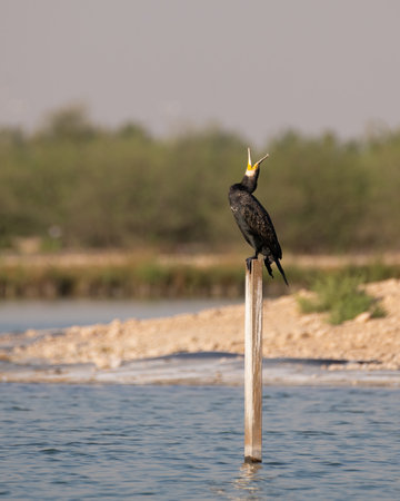 A lone Great Cormorant (Phalacrocorax carbo), yawning while perched on a post at the Al Qudra Lakes in Dubai, United Arab Emirates.の写真素材