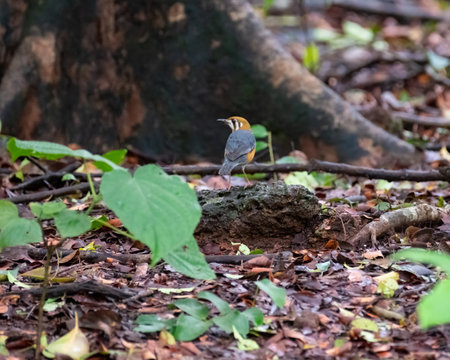 An Orange-headed thrush (geokichla citrina) resting on a rock on the ground in the forest at the Bondla Wildlife Sanctuary in Goa, India.の写真素材
