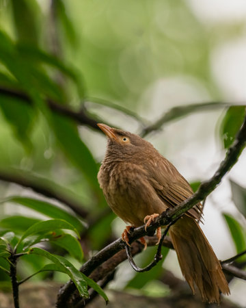 Side profile of a lone Jungle babbler (Turdoides striata) perched on a tree branch in the wild while looking up.の写真素材