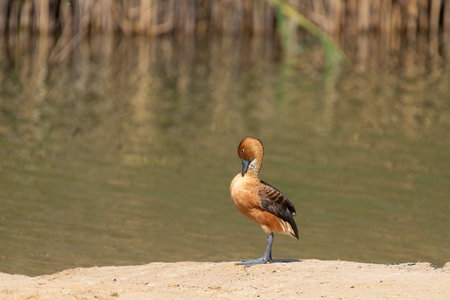 Portrait of a Fulvous whistling duck (dendrocygna bicolor) preening while standing on the sandy...