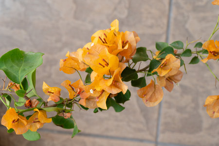 Close-up view of a branch with Orange bougainvillea flowers in the garden. They are also called Bougainvillea glabra or Paperflower.の写真素材