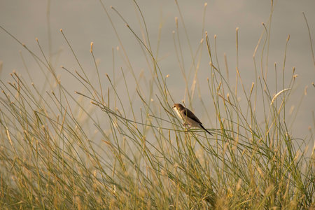 Beautiful lone Indian silverbill resting in the grasses in late afternoon light. They are also...