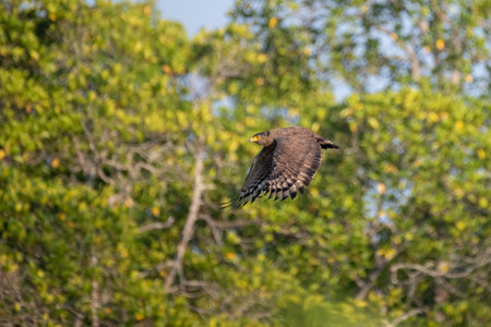 Close-up of a majestic Crested serpent eagle (Spilornis cheela), a medium-sized bird of prey soaring into the sky after taking off from a perch in the forests of south Andaman islands, India.の写真素材