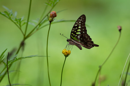 A vibrant Tailed jay (Graphium agamemnon) butterfly feeding on a withering yellow flower in the garden at Mangaluru, Karnataka in India.の写真素材