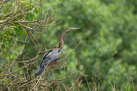 An Oriental darter perched on a barren tree in the wild. They are also called Anhinga melanogaster.