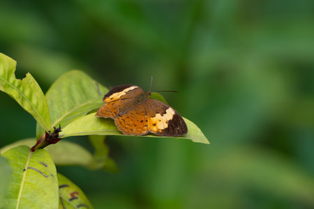Cupha erymanthis, the rustic, a species of brush-footed butterfly resting on leaf with it's wings...