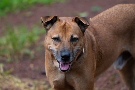 Close-up of a dog with brown fur and a cute face staring right at the camera while posing outdoors on the ground.の写真素材