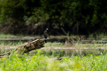 A solitary Indian Cormorant perched on a fallen wooden log in open grassland with a dark forest backdrop, capturing its natural posture, calm behavior, and authentic Indian wildlife habitat.の写真素材