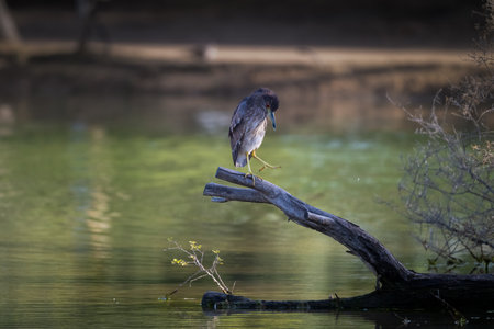 A solitary juvenile Black-crowned night heron perched on a branch above a calm lake, intently observing its foot. Ideal for wildlife, bird behavior, nature conservation, and ornithology themes.の写真素材