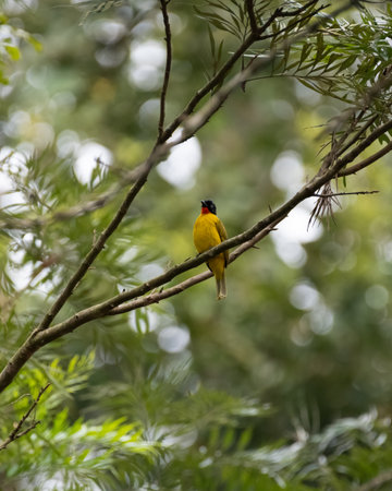 A Flame-throated bulbul perched on a tree branch in its natural tropical forest habitat, displaying vivid plumage. Perfect for wildlife, bird photography, rainforest scenes, and exotic nature content.の写真素材