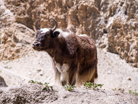Yak In The Mountainsの写真素材