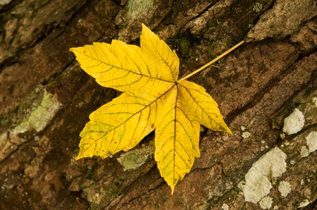 Autumn Leaf On The Tree