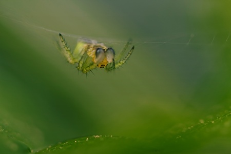 Cucumber green spider lurking for prey.の写真素材