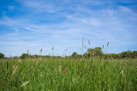 A meadow and blue sky.